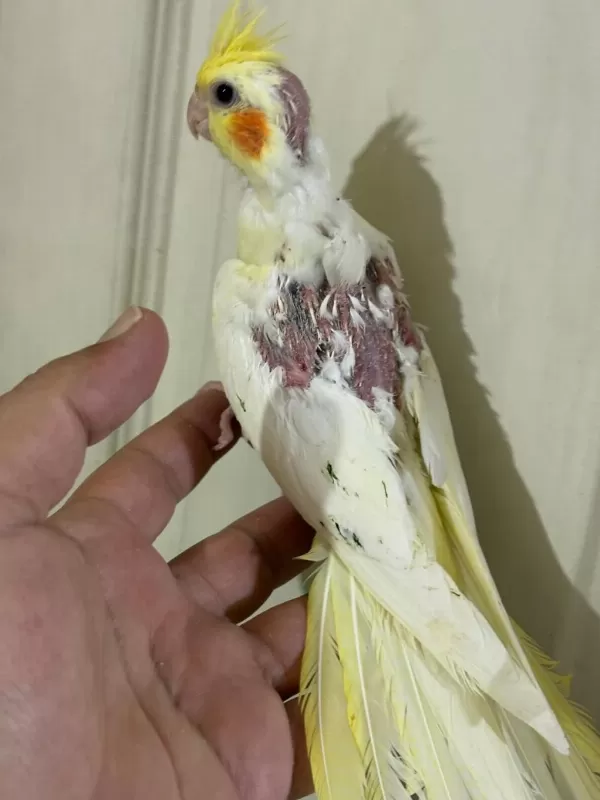 39 Günlük Kusursuz Lutino Bebek Sultan