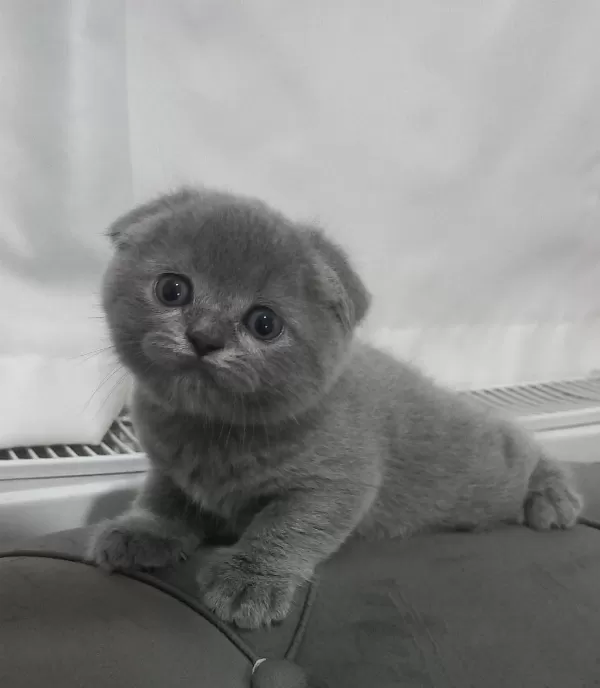Scottish Fold Yavrumuz Yuva Arıyor