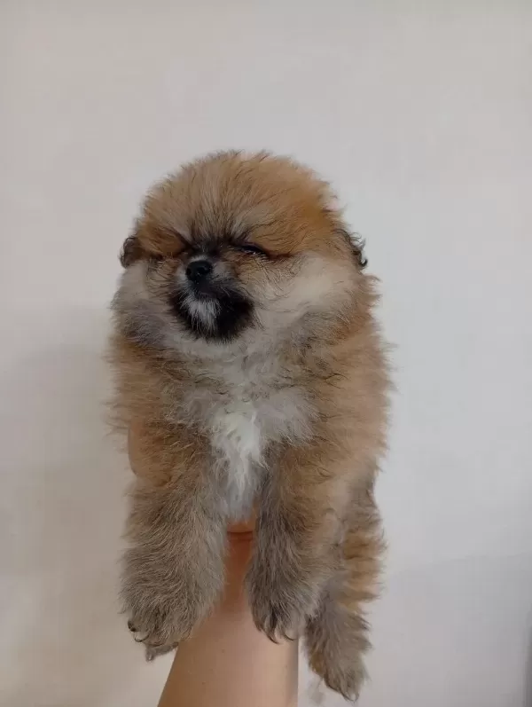 Safkan Pomeranian Boo Erkek Yavru