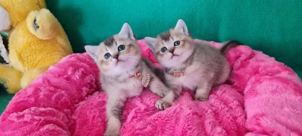 Golden British Shorthair Yavrularımız Hazır