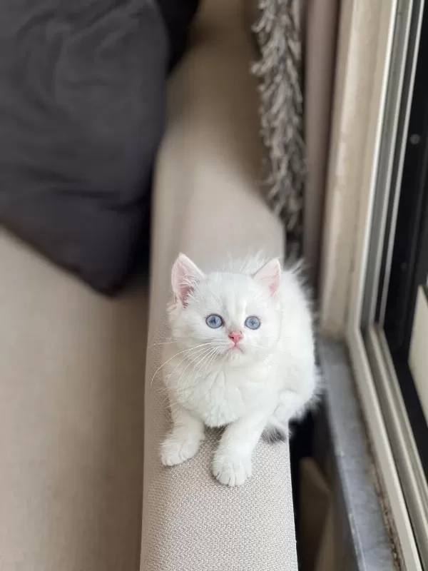 British Shorthair Beyaz Mavi Gözlü Yavrum