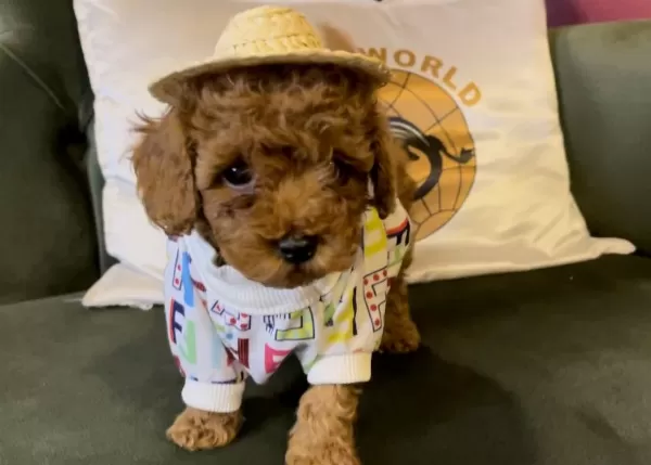 Toy Poodle Yavrularımız