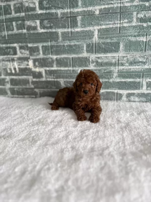 Kore Kan Poodle Bebekler