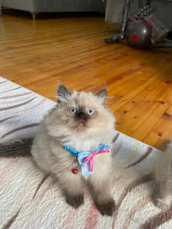 British Longhair Erkek
