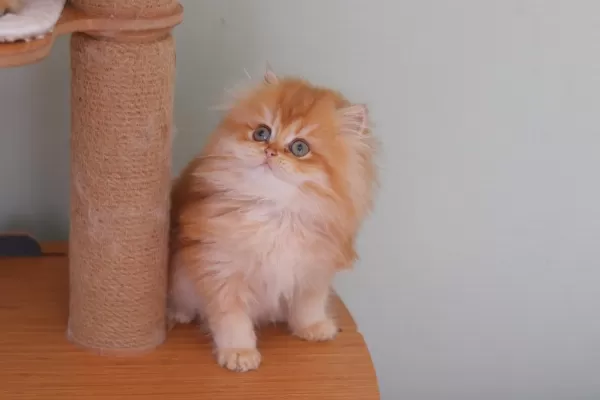 British Longhair Safkan Dişi
