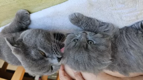 3 Tatlış Scottish Fold Yavrum