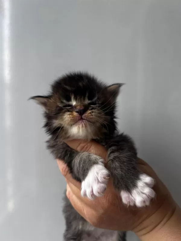 Sağlik Ve İrk Garantili Minik Maine Coon Devler