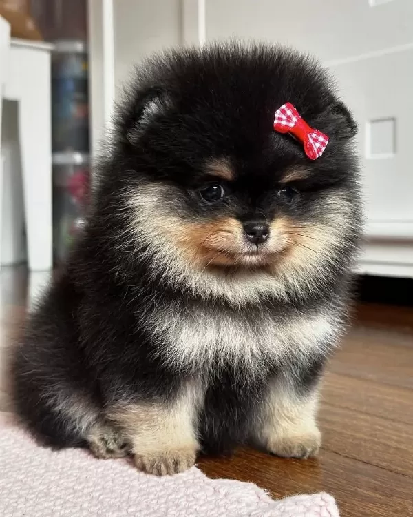 Dişi Pomeranian Black Tan