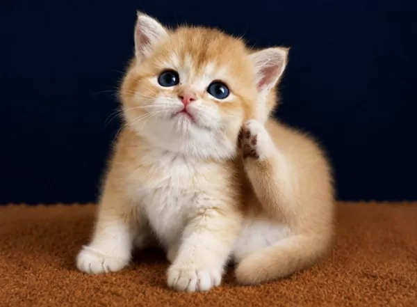British Shorthair Ve Longhair Golden Yavrular