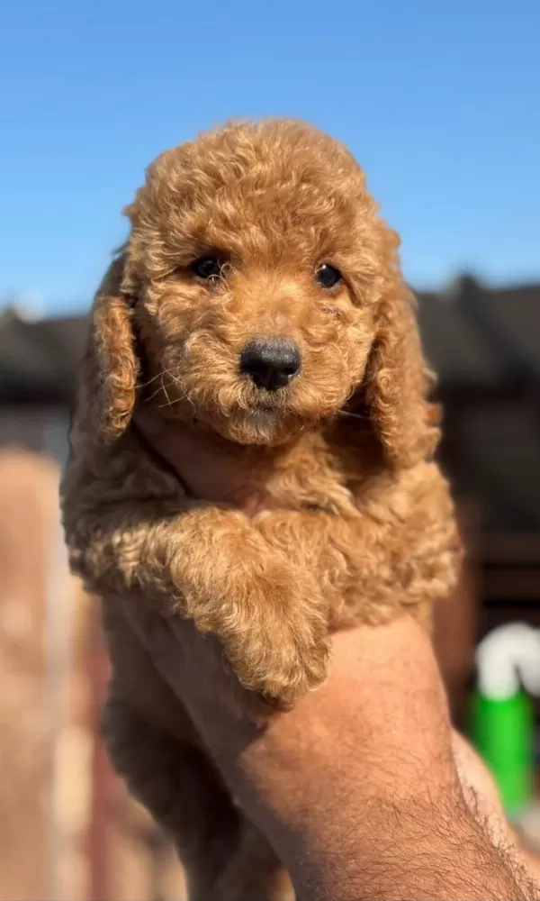 Standart Poodle Çok Şeker Yavrularım