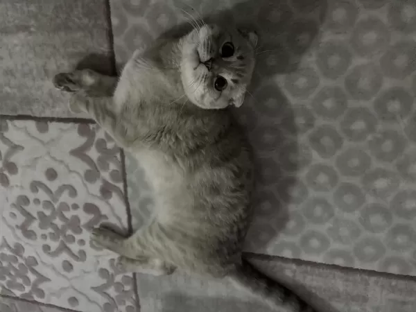 Scottish Fold Oğlum Paşayı Sahiplendiriyorum