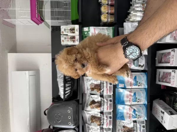 Tea Cup Dişi Maltipoo Bebeklerimiz