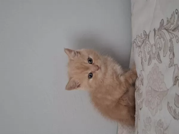45 Günlük British Longhair Erkek