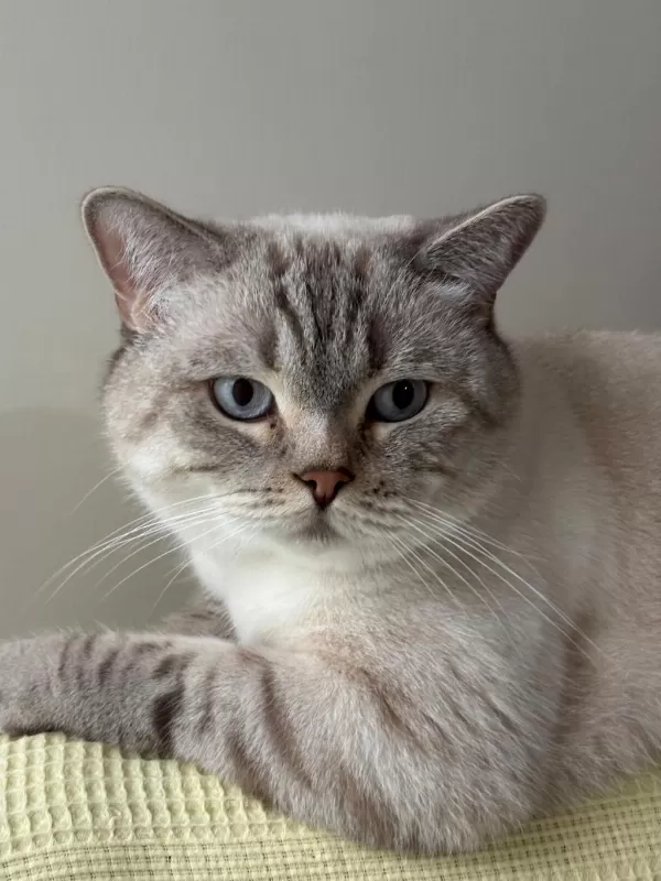 Çok Tatlı Ve Uysal British Longhair