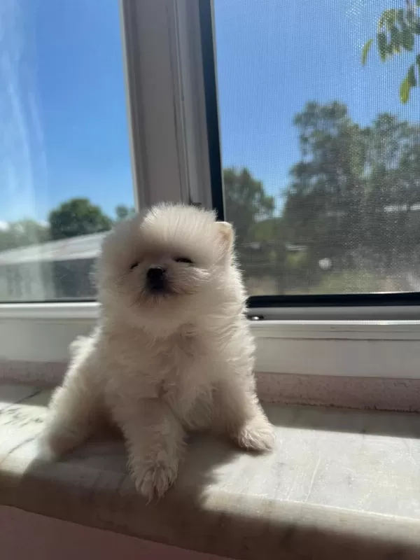 Pomeranian Yavrularımız