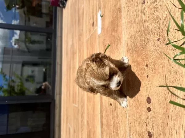 Sağlıklı Maltipoo Yavrularım