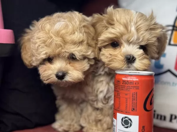 Petmode Köpek Çiftliğinde Tea Cup Kore Maltipoo