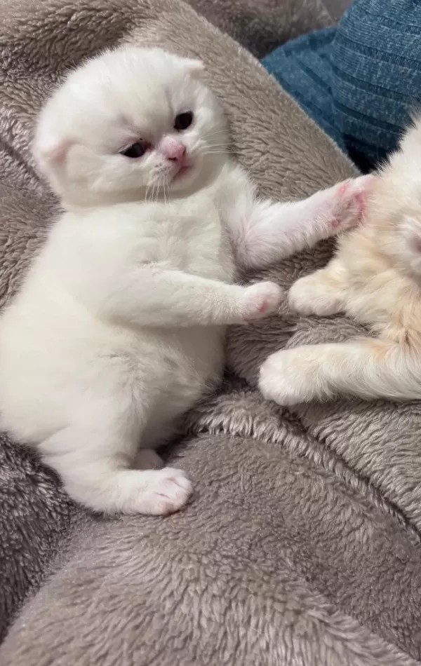 Top Kafa Safkan Scottish Fold