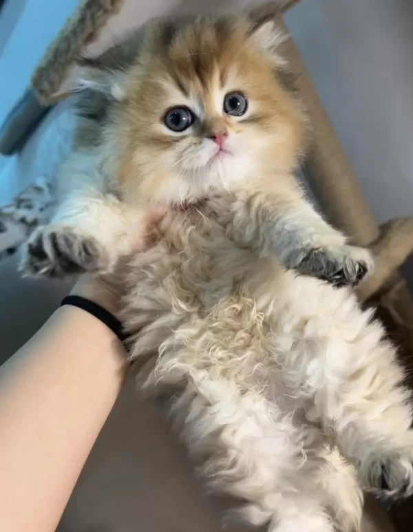 British Longhair Golden Kardeşler Mükemmel Kaliteli
