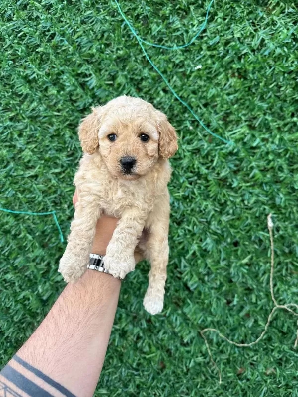 Kaliteli Sevimli Maltipoo Yavruları
