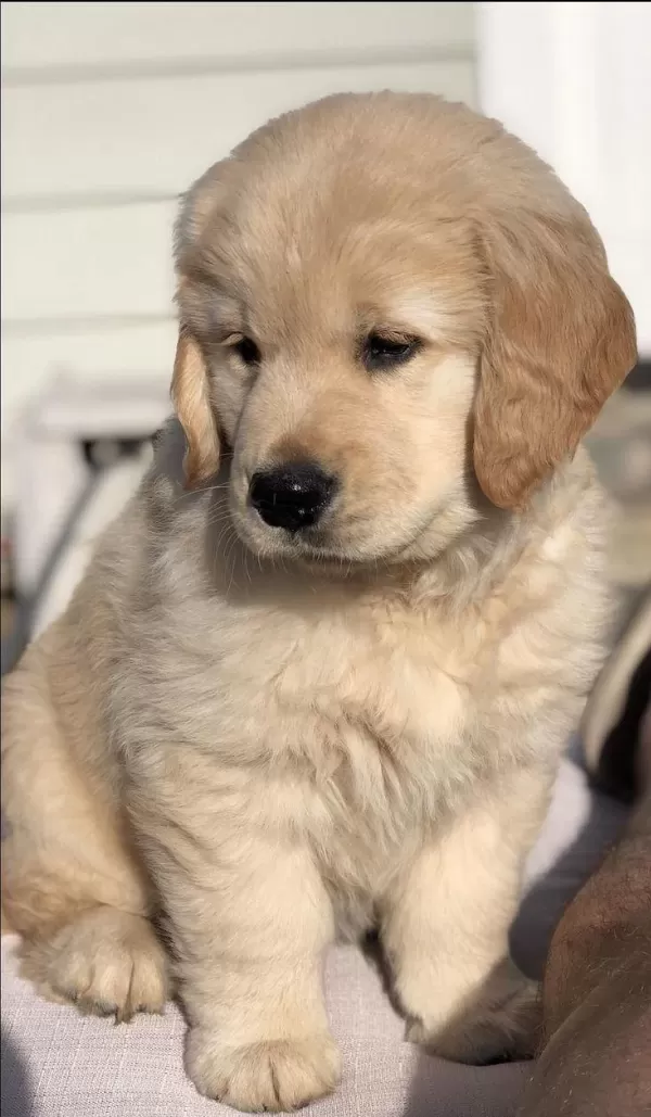 Golden Retriever Yavrularımız
