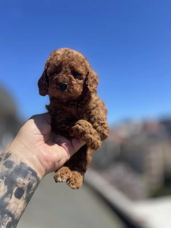 Red Brown Toy Poodle Yavru