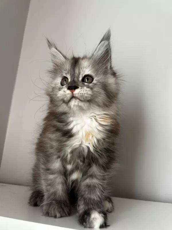 Full Şecereli Dişi Maine Coon