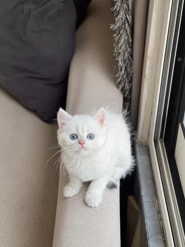 British Shorthair Beyaz Mavi Gözlü Yavrum