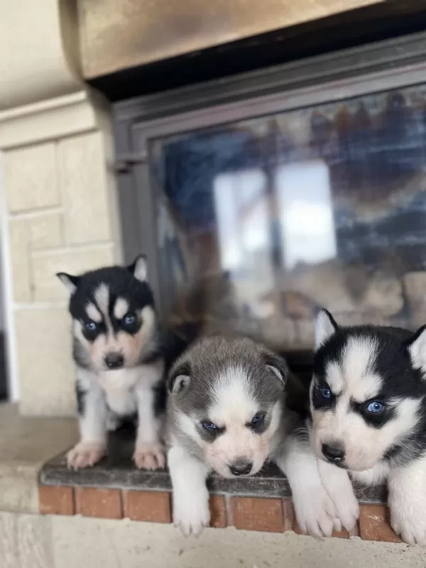 Husky Bebekler Dişi Ve Erkek