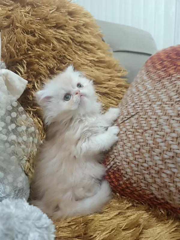 Kusursuz İran Persian Yavrular