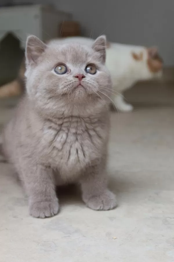 Koca Kafa Baby Face British Shorthair Yavruları