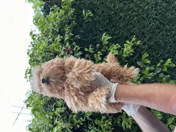 Maltipoo Poodle Kalitesinde