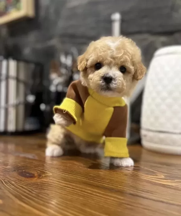 Maltipoo En Özelinin Ailesi Olmak İster Misiniz?
