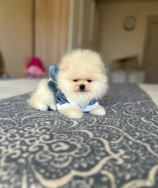 Bal Gibi 2 Ayicik Pomeranian