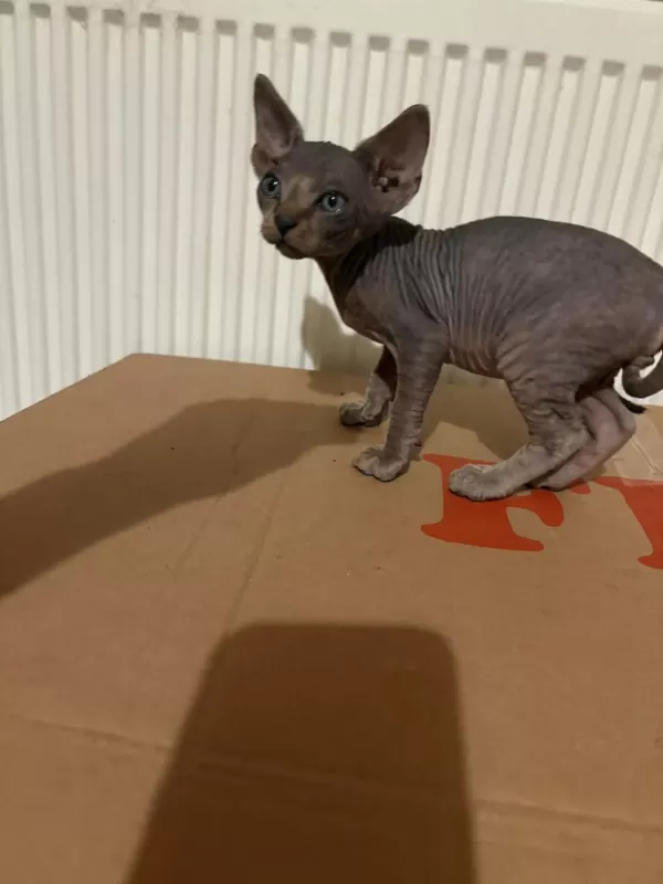 Nadir İrk Kanada Sphynx Yavrularımız