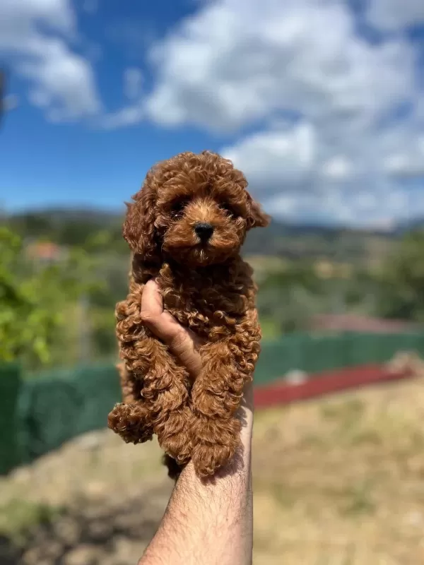 Toy Poodle Bebek Köpeği