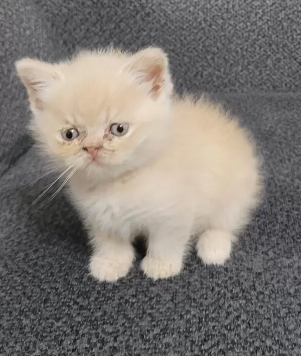 Minik Persian Dostlarımız Yeni Yuvalarını Arıyor