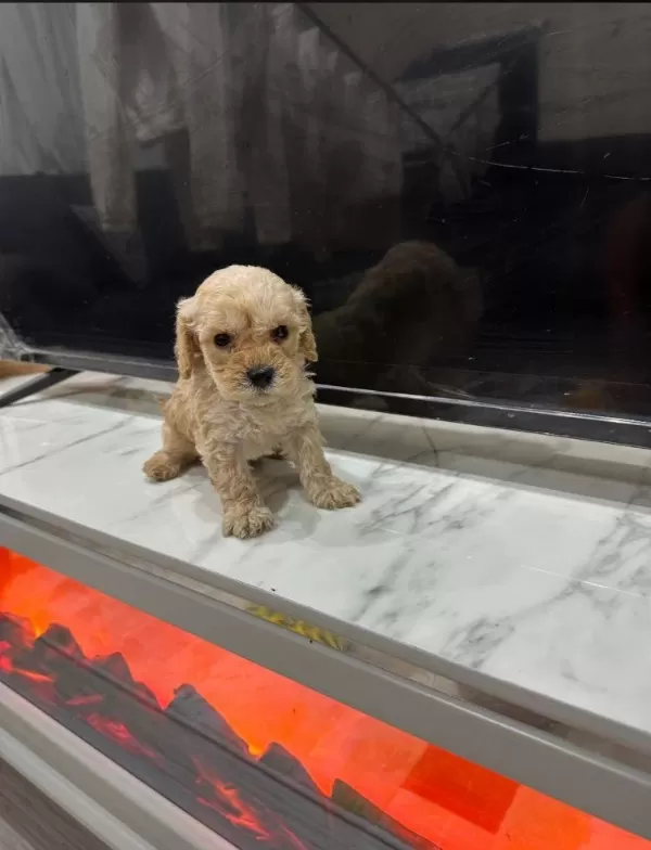 Maltipoo Kalite Yavrular İrk Sağlık Garantili