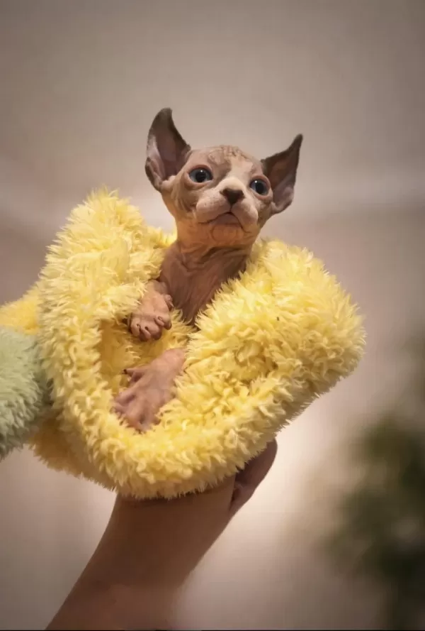 Premium Erkek Elf Sphynx