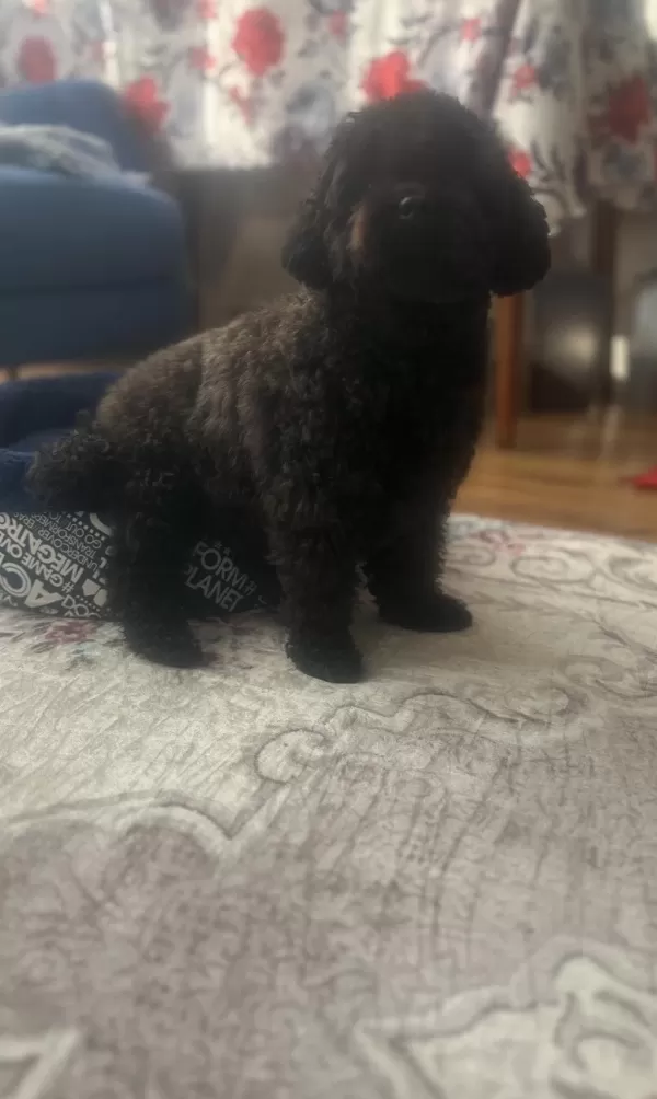 2.5 Yaşında Dişi Poodle