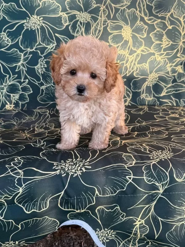 Maltipoo Yavrularımız