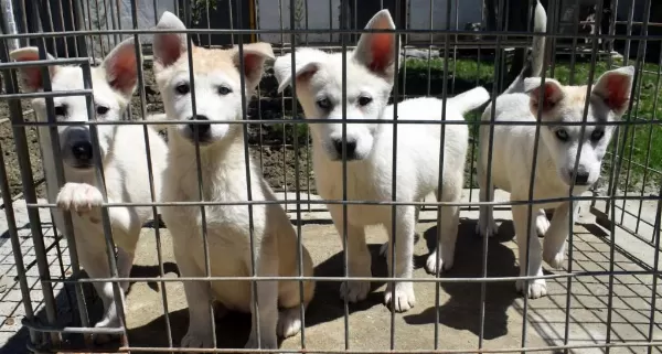Beyaz Husky Yavrularımız