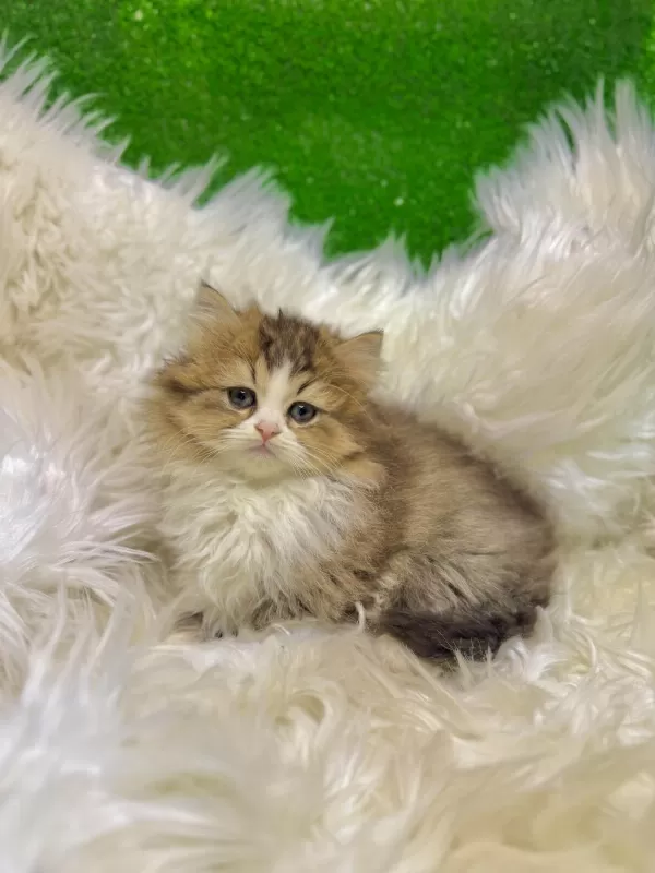 Golden Bicolor British Longhair Yavrumuz