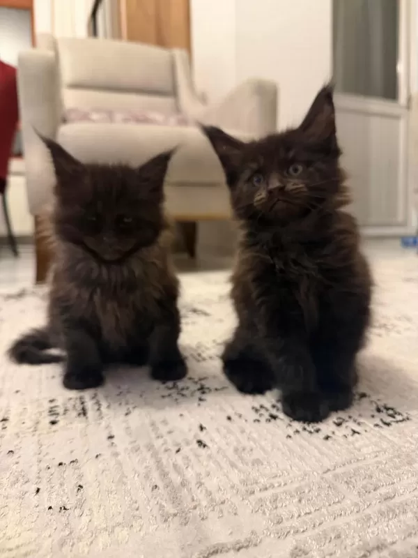 Black Smoke Maine Coon Yavrularımız