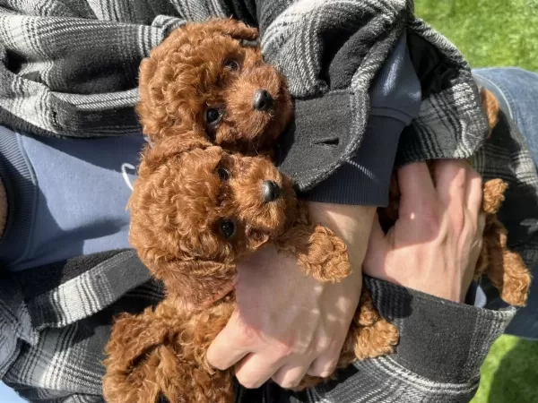 A + Plus Korea Poodle Yavrular Teacup Boy