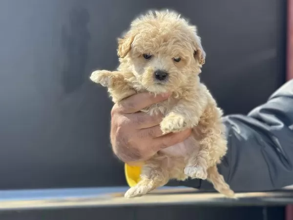 Wc Eğitimli Aşılı Pasaportlu Maltipoo Yavrularımız