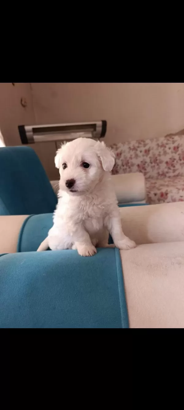 Maltese Terrier Malta Beyaz Terrier