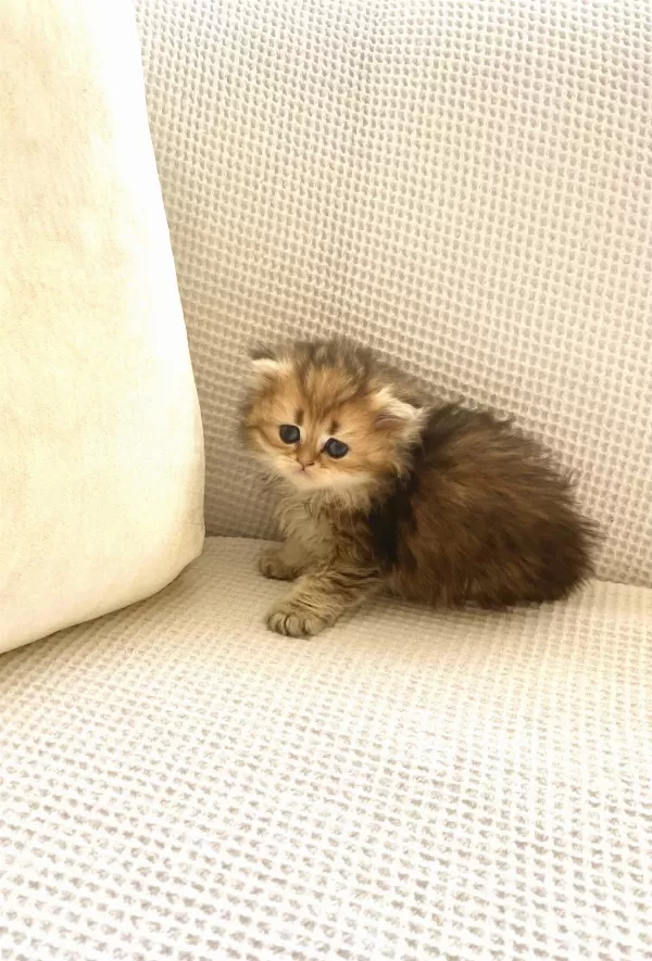 Çikolata Black Golden Longhair Kedimiz