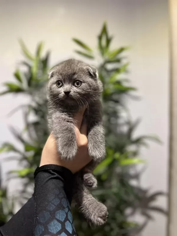 Scottish Fold Gri Yavrular