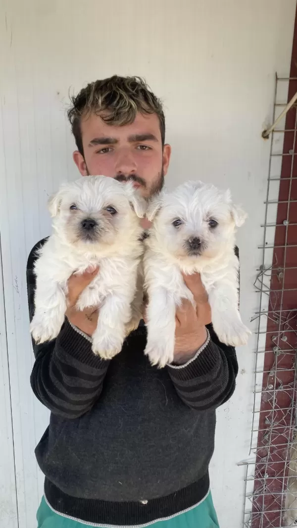 0 Numara Beyaz Maltese Terrier Yavrular